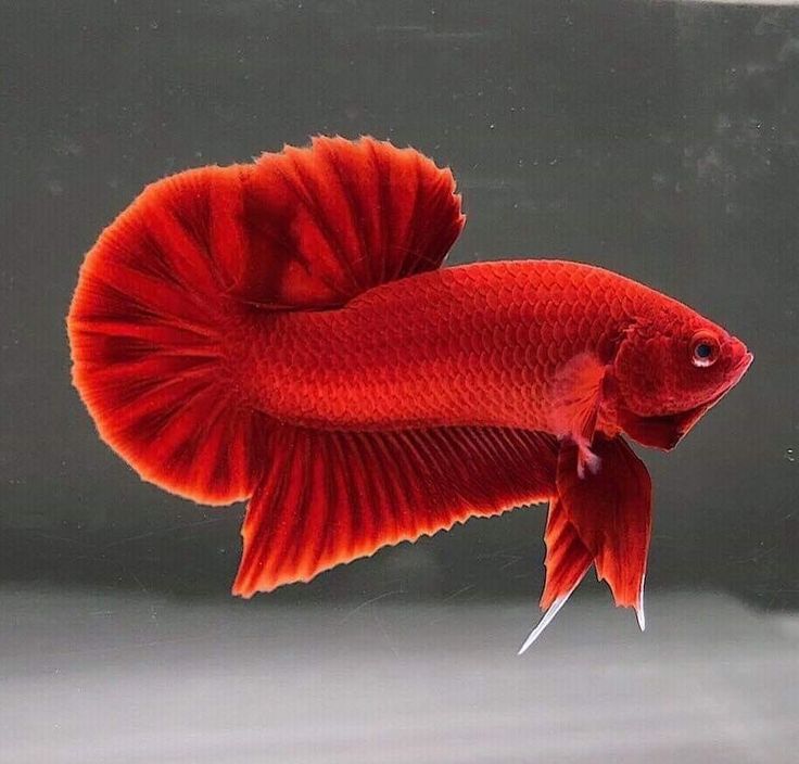 Betta splendens   Betta plakat super red